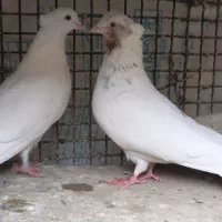 کفتر یجایی|پرنده|رباط‌کریم, رباط‌کریم|دیوار