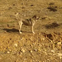 سگ سرابی|سگ|زنجان, |دیوار