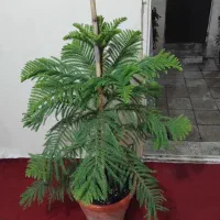 گل و گیاه