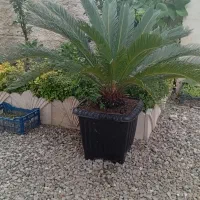 سیکاس پنج ساله