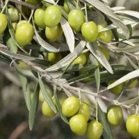 فروش زیتون سر درختی  حدودا ۷۰۰صله درخت