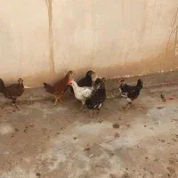 خروس|حیوانات مزرعه|گتوند, |دیوار