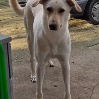 توله سگ نگهبان