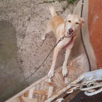 واگذاری سگ رایگان