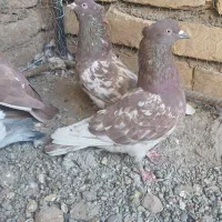 کفتر کله پرشی|پرنده|تربتحیدریه, بی بی حسنیه|دیوار