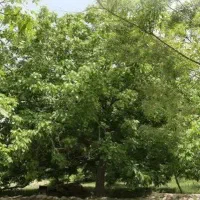 باغ-ده-بالا-فروشی