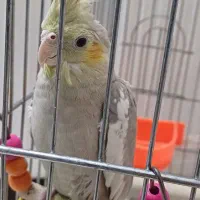 عروس هلندی آهویی