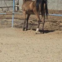مادیان کمند بسیار زیبا و سر و دمگیر
