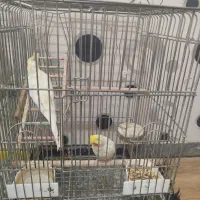 عروس هلندی لوتینو