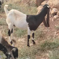 فروش بزخارجی