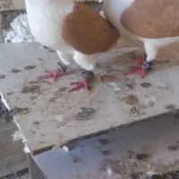 دوکت زرد خلل سیاه و طوقی زرد خال سیاه