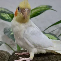 جوجه عروس لوتینو