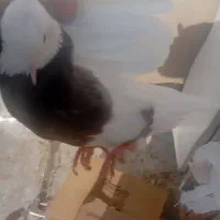 کبوتر طوقی پرشی|پرنده|تهران, قصر فیروزه ۲|دیوار