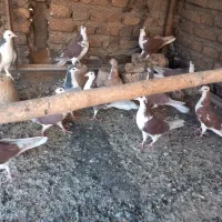 کفتر رنگی|پرنده|اصفهان, دستگرده|دیوار