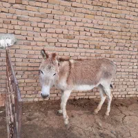 خر جوان
