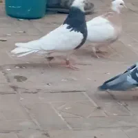 طوقی سبز|پرنده|بیرجند, |دیوار