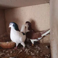 کبوترها فروشی|پرنده|گنبد کاووس, |دیوار