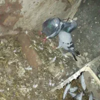 جفت سبز یکی پلاکی