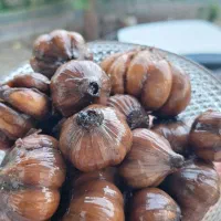 سیر ترشی ۷ سال به بالا