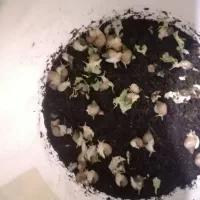 حلزون هاهمه فروشی|خزنده|نیشابور, باغ نو|دیوار