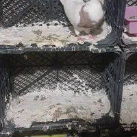 کبوتر|پرنده|چوار, |دیوار