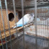 طوطی برزیلی مولد