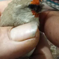 سهره کرمان دهن رسمی