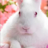 خرگوش