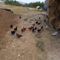 جوجه