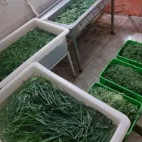 کارگاه سبزی آماده مزرعه نازخاتون|خوردنی و آشامیدنی|کرمانشاه, |دیوار