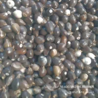 دانه دارویی شال تسبیح