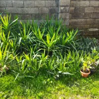 انواع گلهای  طبیعی