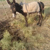 خر نر .الاغ گلگی به شرط