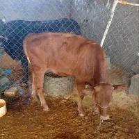 گوساله ماده شرابی اصل سویسی|حیوانات مزرعه|کوهدشت, |دیوار