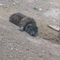 کوچ خراسانی سن 6ماهه