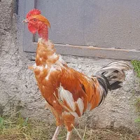 نیمچه خروس گردن لخت