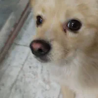 سگ پامر اشپیتز|سگ|بهارستان, |دیوار