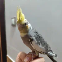 عروس هلندی|پرنده|آران و بیدگل, |دیوار