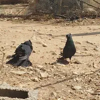 یک جفت زاغ ابادانی مست در جهت معاوضه