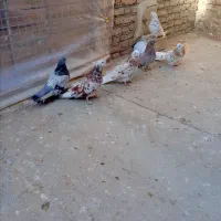 5عددسرور یک سبزجم دونه ای1000000تومان|پرنده|میانه, |دیوار