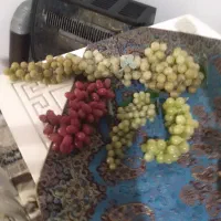 جامیوه ومیوه مصنوعی|مجسمه، تندیس، ماکت|خرم‌آباد, |دیوار