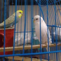 فروش مرغ عشق