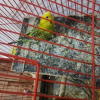 سه عدد مرغ عشق|پرنده|کوه چنار, |دیوار