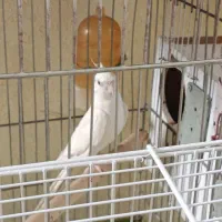 جفت عروس هلندی البینو مولد به شرط ۳جوجه به بالا