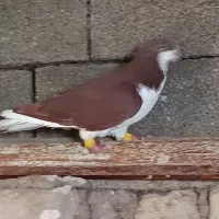 خوشرنگ سرخ و شصتی زرد