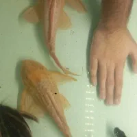 فروش ماهی کت سلفین و کت رافاعل اور سایز اسلامشهرم