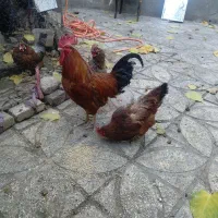 مرغ و خروس رسمی تخم گزار فروش فوری|حیوانات مزرعه|قرچک, داوود آباد|دیوار