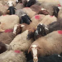 30راس میش آبستن|حیوانات مزرعه|لردگان, |دیوار