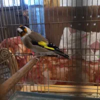 سهره دهن لر