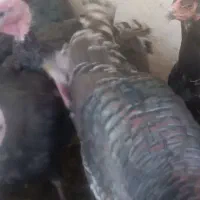 بوقلمون برنزی|حیوانات مزرعه|مشهد, هفده شهریور|دیوار